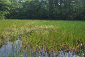 Photo By: Robert Zaremba. Photo taken: Suffolk County, NY on 26 July 2005